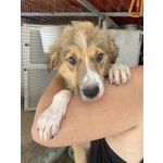 Loretta Cucciolotta 2 mesi Cerca casa - Adozione Canile di Latina - Foto n. 7