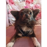 Chiuhuhua Maschio blue con Pedigree Disponibile per Accoppiamento - Foto n. 1