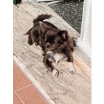 Chiuhuhua Maschio blue con Pedigree Disponibile per Accoppiamento - Foto n. 2