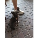Chiuhuhua Maschio blue con Pedigree Disponibile per Accoppiamento - Foto n. 3