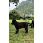Cucciolo di Pastore Belga Groenendael - Foto n. 2