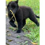 Cucciolo di Pastore Belga Groenendael - Foto n. 3