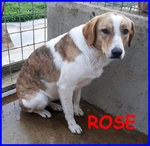 Rose 6-7anni Dolce Triste Patatina - Foto n. 3