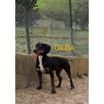 Gilda 4anni Buona con Tutti! - Foto n. 4