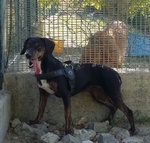 🐶 Altra Razza femmina in adozione a Milano (MI) e in tutta Italia da privato