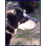 Dumbo Buono Anche coi Gatti tg Media - Foto n. 3