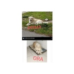 🐶 Altra Razza maschio in adozione a Milano (MI) e in tutta Italia da privato