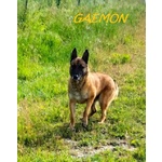 Gaemon Pastore Malinois Bello come il Sole! - Foto n. 2