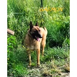 Gaemon Pastore Malinois Bello come il Sole! - Foto n. 4