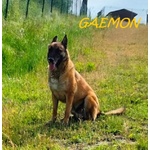 Gaemon Pastore Malinois Bello come il Sole! - Foto n. 5
