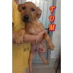 Tom 4mesi Cucciolotto Rimasto Solo - Foto n. 2