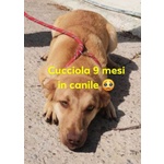 🐶 Altra Razza femmina in adozione a Milano (MI) e in tutta Italia da privato