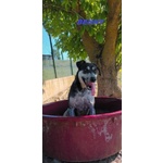 Benny bel Timidino 3-4anni - Foto n. 2