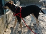 Benny bel Timidino 3-4anni - Foto n. 3