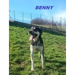 Benny bel Timidino 3-4anni - Foto n. 6