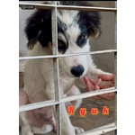 🐶 Altra Razza maschio in adozione a Milano (MI) e in tutta Italia da privato