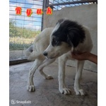 Ryuk 4 mesi di Infinita Tenerezza - Foto n. 2