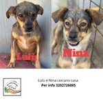 🐶 Altra Razza femmina di 3 anni in adozione a Latina (LT) e in tutta Italia da associazione animali