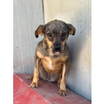 Nina e lulù Dolci Cagnoline Taglia Medio Piccola Cercano Casa - Foto n. 3