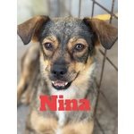 Nina e lulù Dolci Cagnoline Taglia Medio Piccola Cercano Casa - Foto n. 4