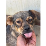 Nina e lulù Dolci Cagnoline Taglia Medio Piccola Cercano Casa - Foto n. 5