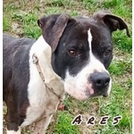 🐶 Pitbull maschio in adozione a Milano (MI) e in tutta Italia da privato