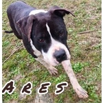 Ares 2-3anni Cerca casa con Persona Esperta - Foto n. 3