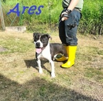 Ares 2-3anni Cerca casa con Persona Esperta - Foto n. 5