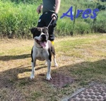 Ares 2-3anni Cerca casa con Persona Esperta - Foto n. 7