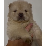 Chow chow Bianco - Foto n. 1