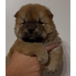 Chow chow Bianco - Foto n. 2