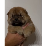 Chow chow Bianco - Foto n. 3