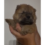 Chow chow Bianco - Foto n. 4
