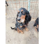🐶 Setter femmina in adozione a Milano (MI) e in tutta Italia da privato