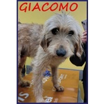 🐶 Altra Razza maschio in adozione a Milano (MI) e in tutta Italia da privato
