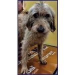 Giacomo 4anni ha Vissuto L'inferno - Foto n. 2