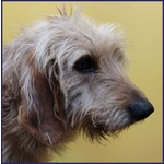 Giacomo 4anni ha Vissuto L'inferno - Foto n. 4