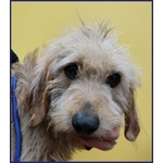 Giacomo 4anni ha Vissuto L'inferno - Foto n. 5