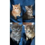 🐱 Maine Coon di 4 settimane (cucciolo) in vendita a Calizzano (SV) e in tutta Italia da privato