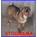 🐶 Altra Razza femmina in adozione a Milano (MI) e in tutta Italia da privato