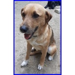 🐶 Altra Razza maschio in adozione a Milano (MI) e in tutta Italia da privato