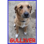 Gulliver 7anni Simpatico e Bravo con Tutti! 15kg - Foto n. 2