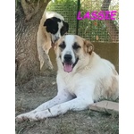 🐶 Altra Razza femmina in adozione a Milano (MI) e in tutta Italia da privato