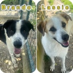 Lassie Giovane,buona, Socievole - Foto n. 2