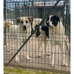 Lassie Giovane,buona, Socievole - Foto n. 3