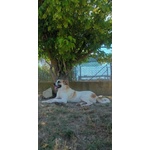Lassie Giovane,buona, Socievole - Foto n. 4