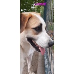 Lassie Giovane,buona, Socievole - Foto n. 5