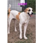 Lassie Giovane,buona, Socievole - Foto n. 6