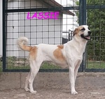 Lassie Giovane,buona, Socievole - Foto n. 7