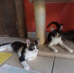 Fiona e la sua Gemella Aspetta Casa - Foto n. 1